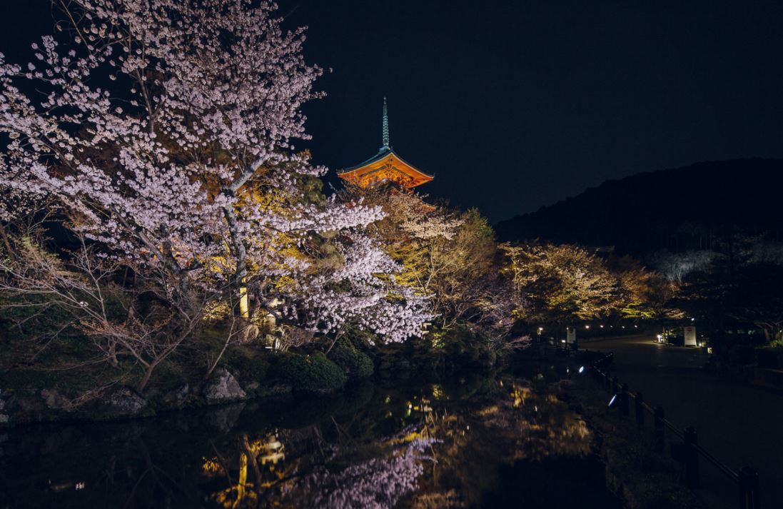 清水寺 桜 ライトアップ 画像