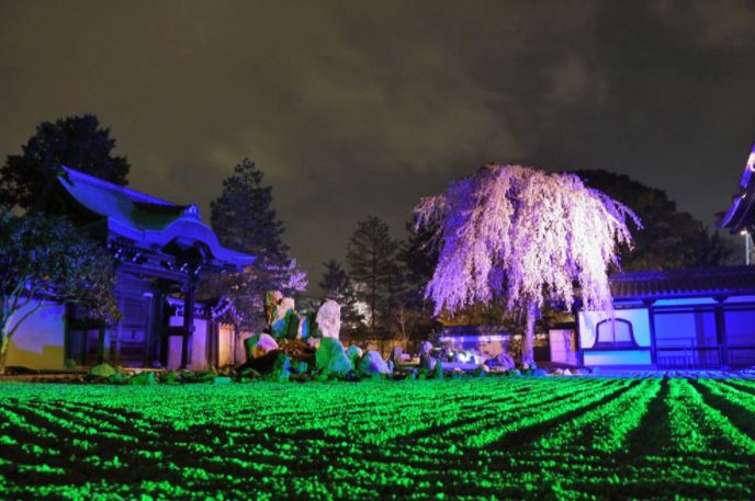 高台寺 桜 ライトアップ 画像