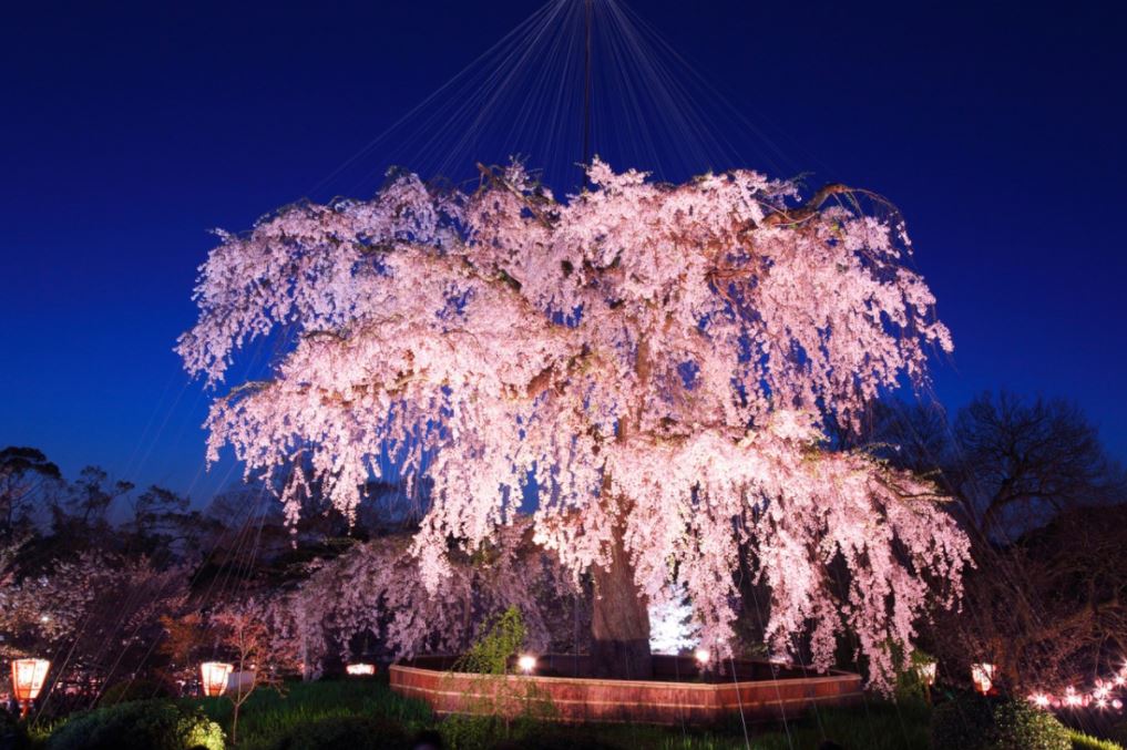 円山公園 桜 ライトアップ 画像