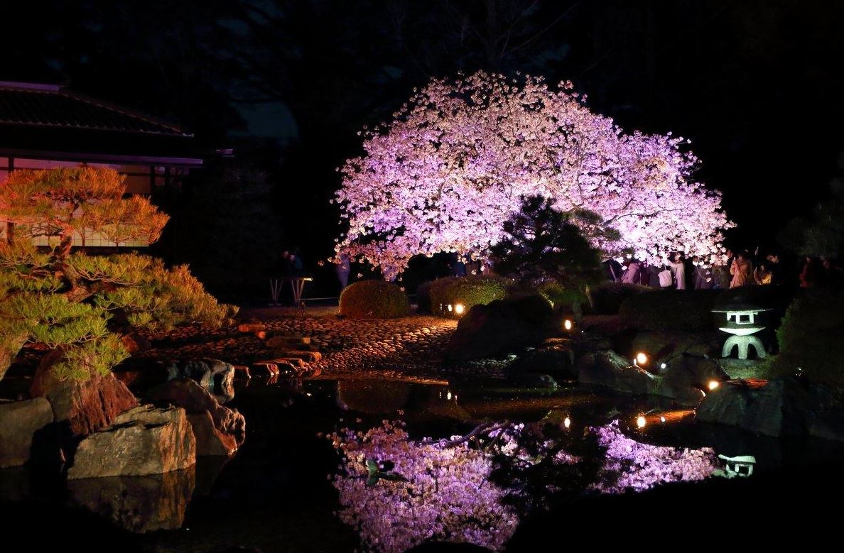 二条城 桜 ライトアップ 画像
