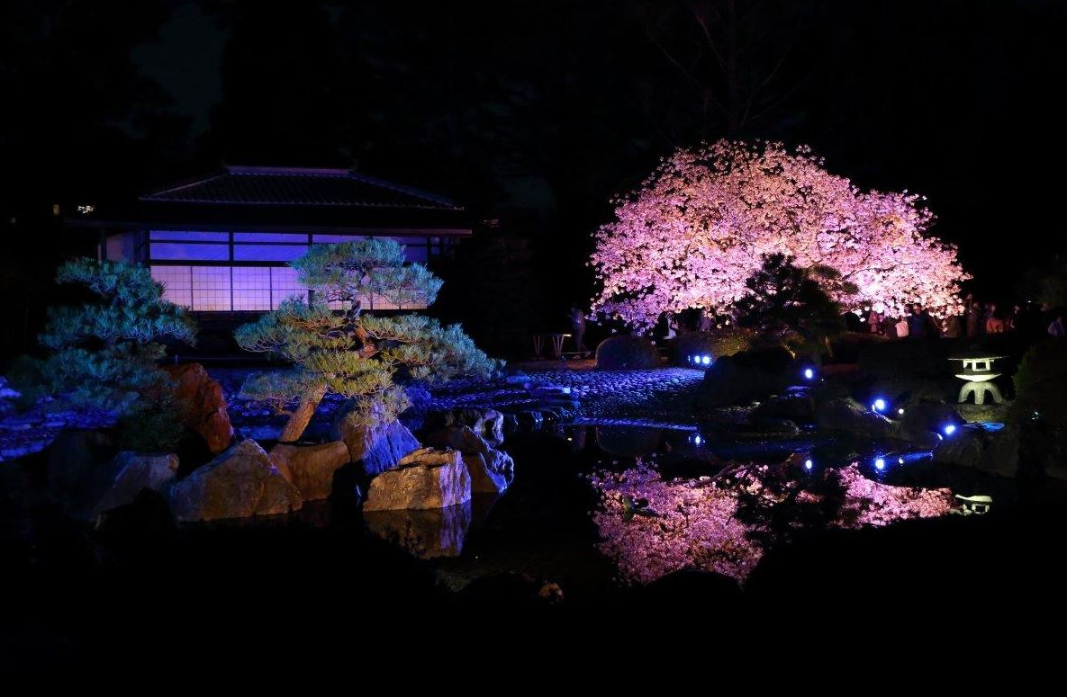 二条城 桜 ライトアップ 画像